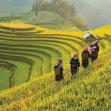 Amenazas para el arroz vietnamita